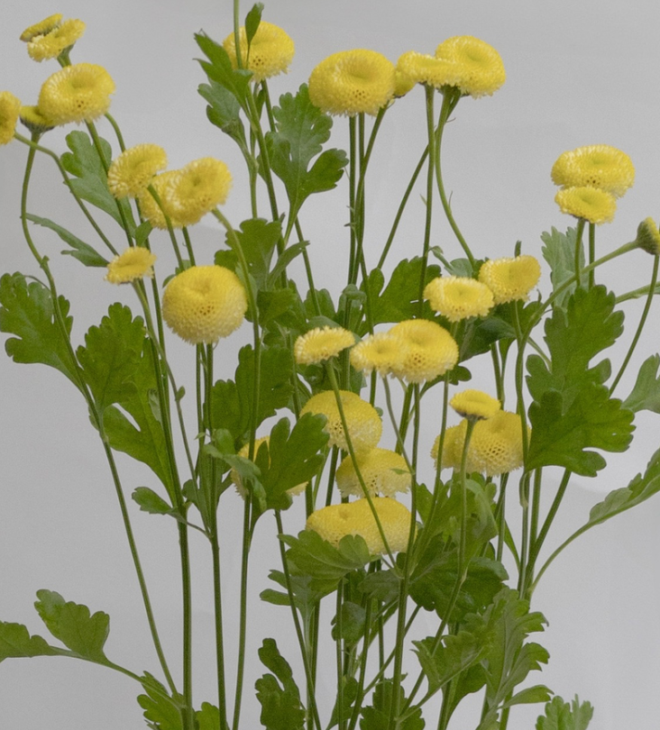 Matricaria 'Yellow pegmo' 50 Seeds