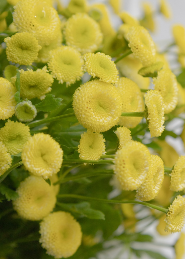 Matricaria 'Yellow pegmo' 50 Seeds