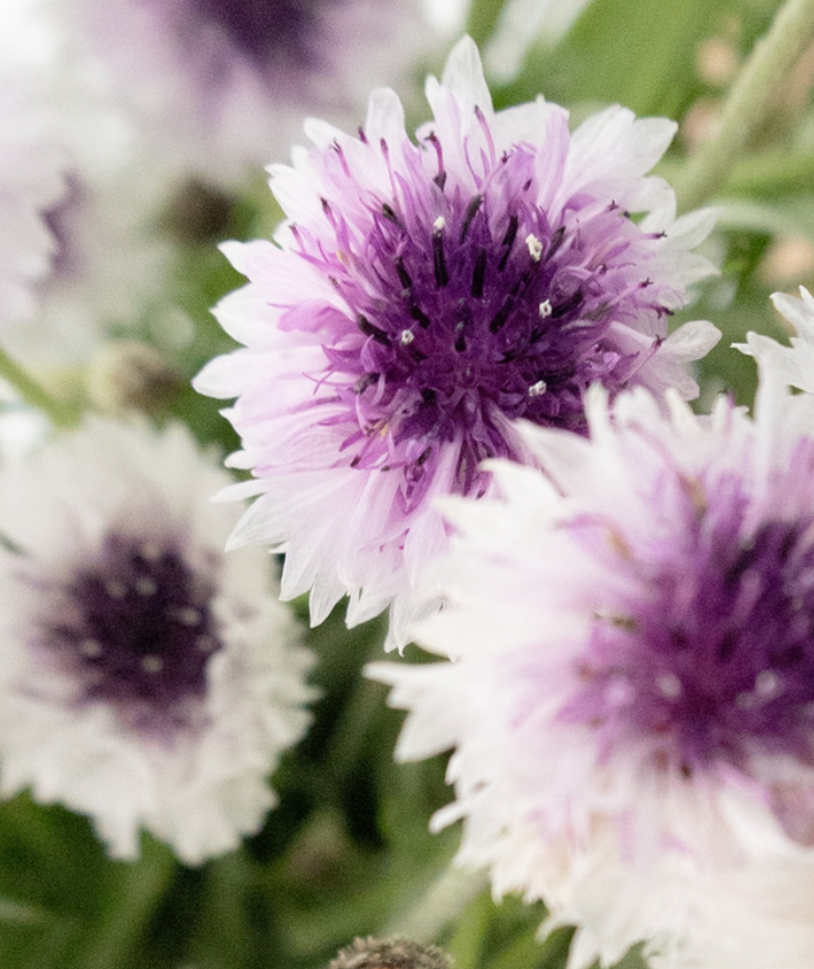 Centaurea cyanus ( Cornflower ) ’Classic magic’ 60 Seeds