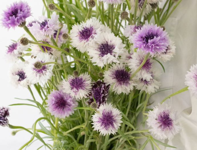 Centaurea cyanus ( Cornflower ) ’Classic magic’ 60 Seeds