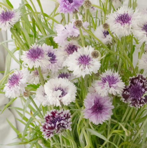 Centaurea cyanus ( Cornflower ) ’Classic magic’ 60 Seeds