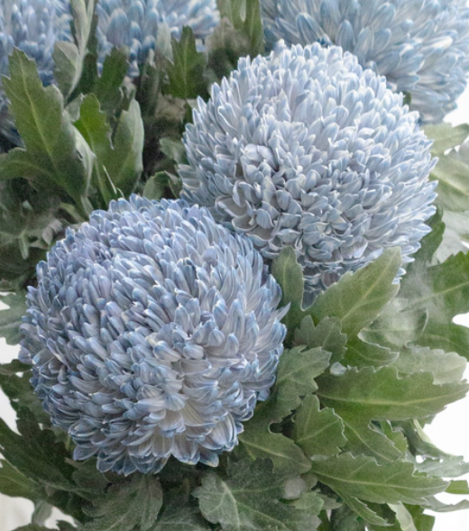 Chrysanthemum morifolium ’Peony Ash’ 100 Seeds