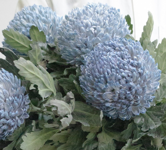 Chrysanthemum morifolium ’Peony Ash’ 100 Seeds