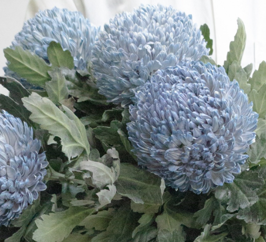 Chrysanthemum morifolium ’Peony Ash’ 100 Seeds