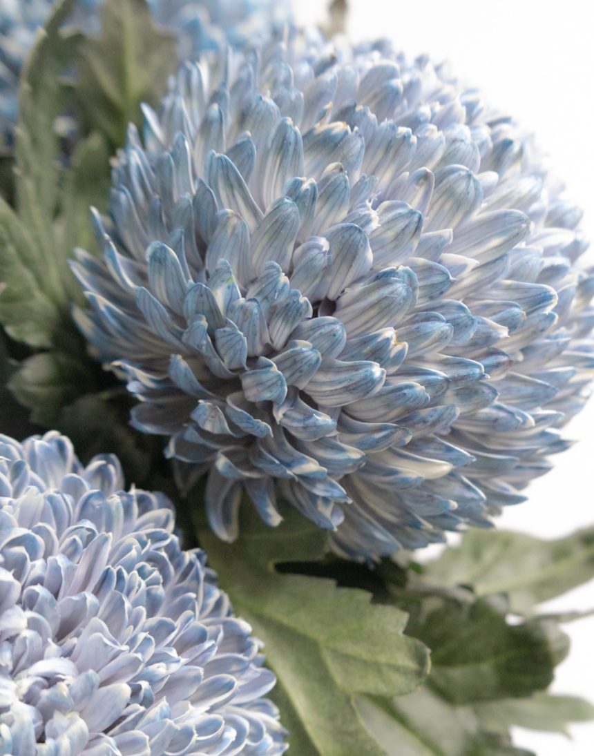 Chrysanthemum morifolium ’Peony Ash’ 100 Seeds