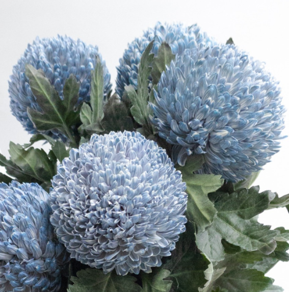 Chrysanthemum morifolium ’Peony Ash’ 100 Seeds