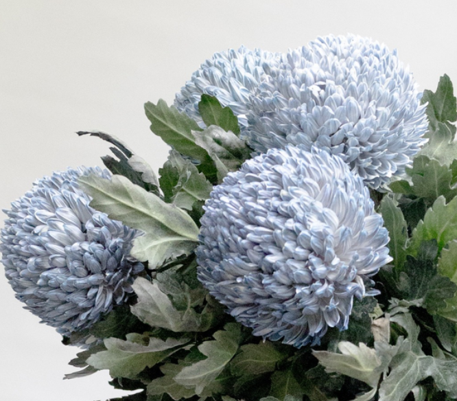 Chrysanthemum morifolium ’Peony Ash’ 100 Seeds