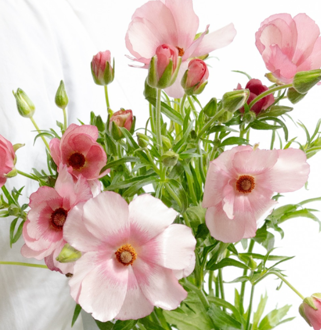 Ranunculus asiaticus ’Lux Lycia’ 7 Bulbs