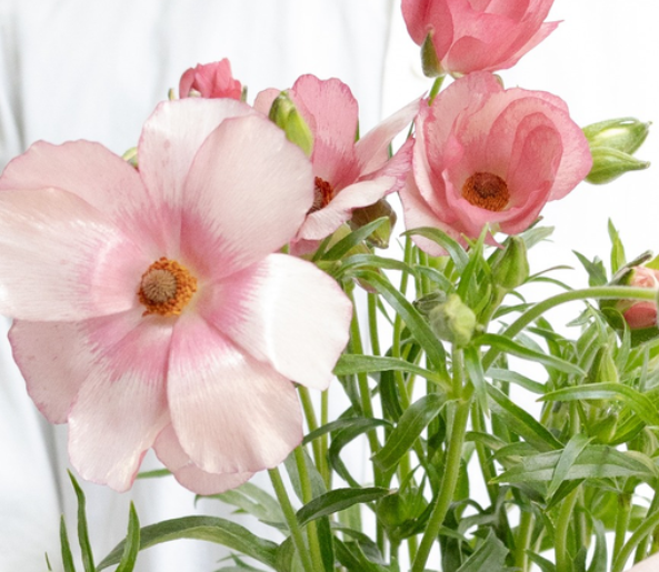 Ranunculus asiaticus ’Lux Lycia’ 7 Bulbs