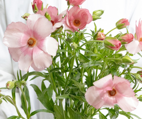 Ranunculus asiaticus ’Lux Lycia’ 7 Bulbs