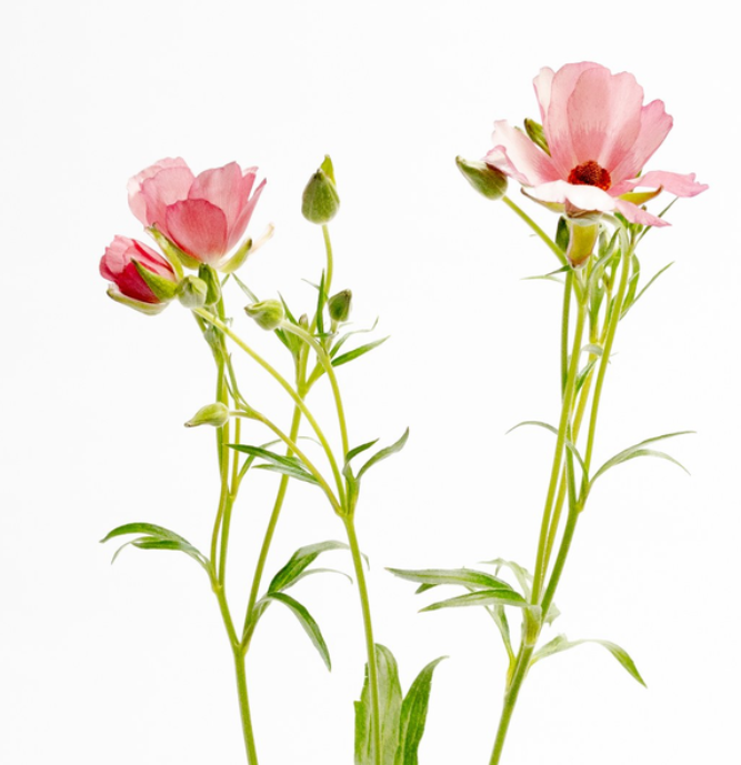 Ranunculus asiaticus ’Lux Lycia’ 7 Bulbs