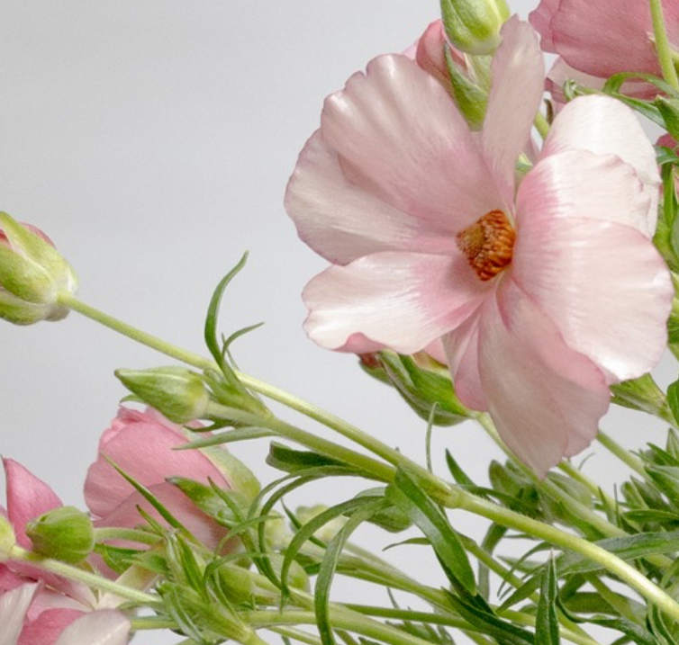 Ranunculus asiaticus ’Lux Lycia’ 7 Bulbs