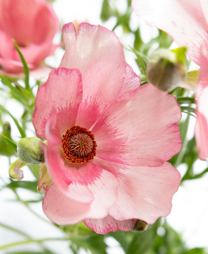 Ranunculus asiaticus ’Lux Lycia’ 7 Bulbs