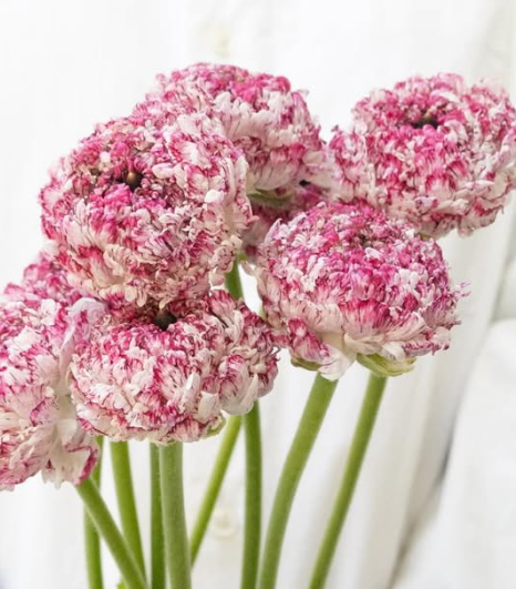 Ranunculus asiaticus ’Rina milky pink’ 7 Bulbs