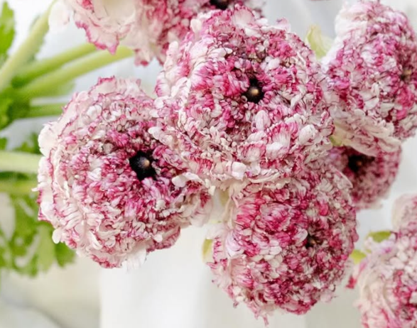 Ranunculus asiaticus ’Rina milky pink’ 7 Bulbs
