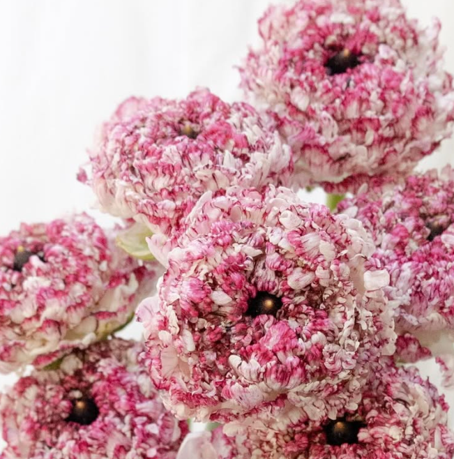 Ranunculus asiaticus ’Rina milky pink’ 7 Bulbs