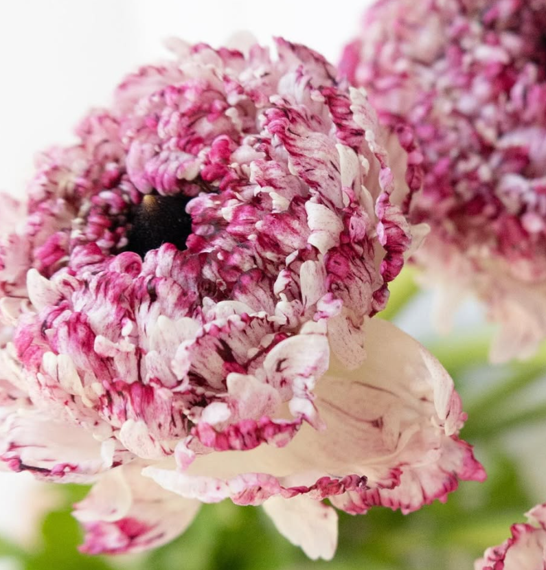 Ranunculus asiaticus ’Rina milky pink’ 7 Bulbs