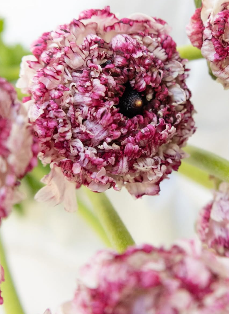 Ranunculus asiaticus ’Rina milky pink’ 7 Bulbs