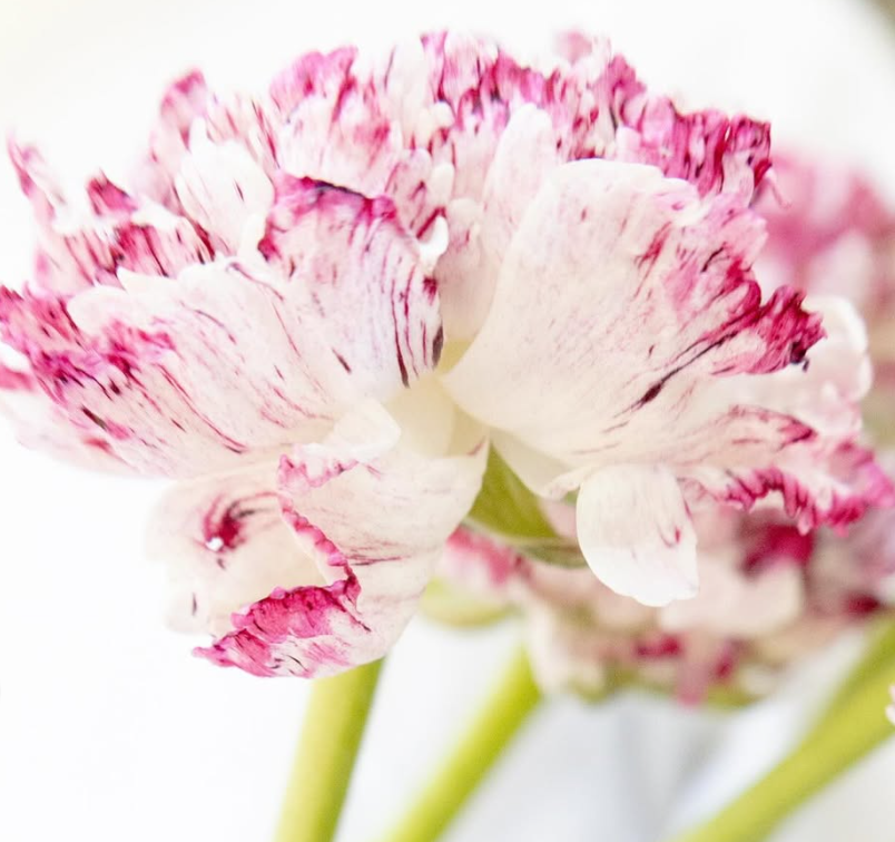 Ranunculus asiaticus ’Rina milky pink’ 7 Bulbs