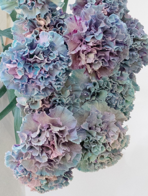 Dianthus caryophyllus 'Denim blue' 100 Seeds