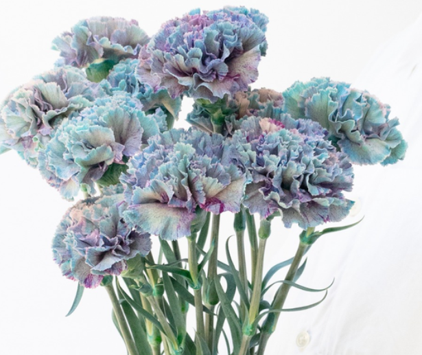 Dianthus caryophyllus 'Denim blue' 100 Seeds