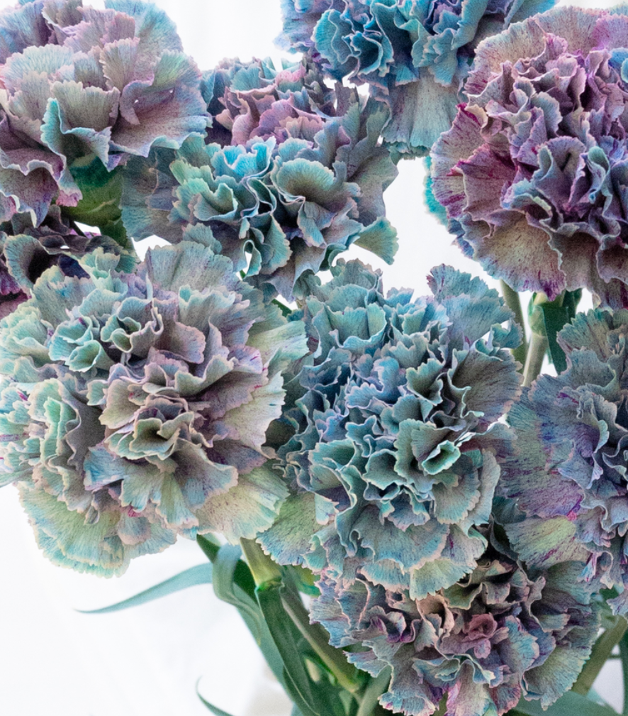 Dianthus caryophyllus 'Denim blue' 100 Seeds