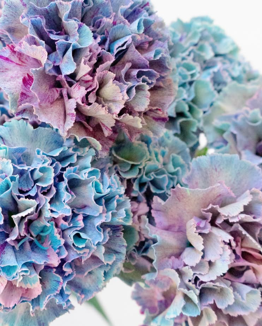 Dianthus caryophyllus 'Denim blue' 100 Seeds