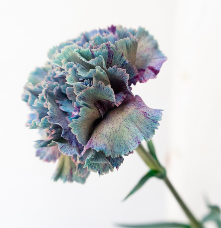 Dianthus caryophyllus 'Denim blue' 100 Seeds