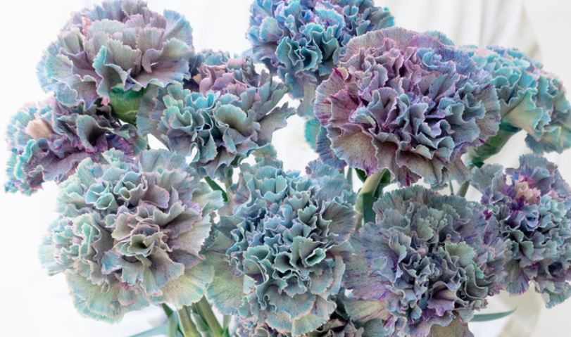Dianthus caryophyllus 'Denim blue' 100 Seeds