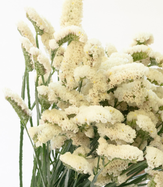 Limonium sinuatum 'Moonlight' 100 Seeds