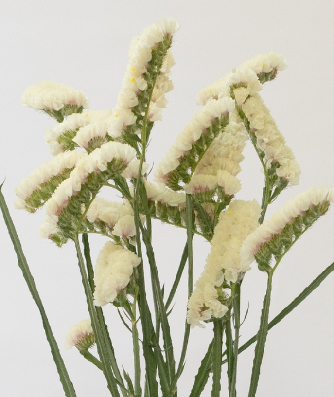 Limonium sinuatum 'Moonlight' 100 Seeds