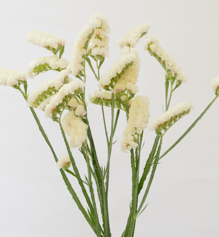 Limonium sinuatum 'Moonlight' 100 Seeds