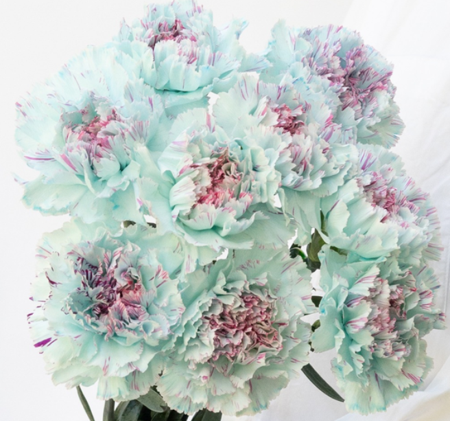 Dianthus caryophyllus 'Yukari ice blue' 100 Seeds