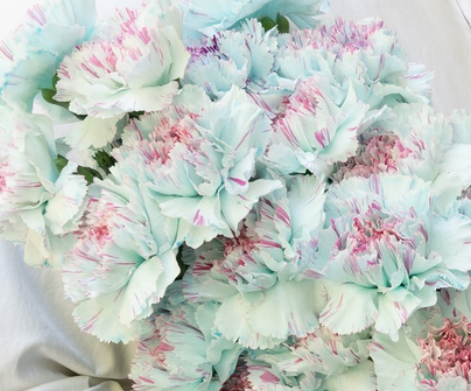 Dianthus caryophyllus 'Yukari ice blue' 100 Seeds