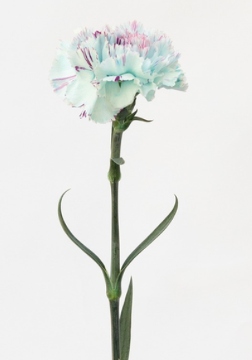 Dianthus caryophyllus 'Yukari ice blue' 100 Seeds