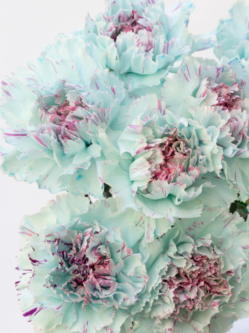 Dianthus caryophyllus 'Yukari ice blue' 100 Seeds