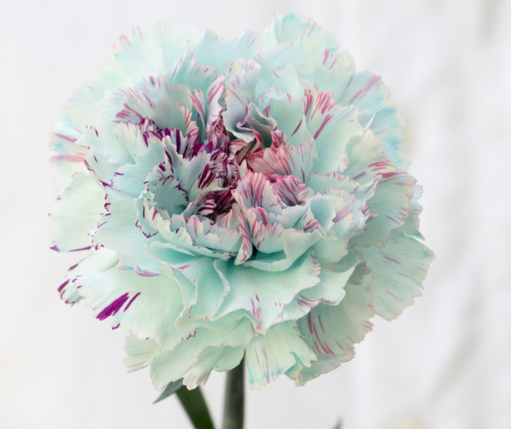 Dianthus caryophyllus 'Yukari ice blue' 100 Seeds