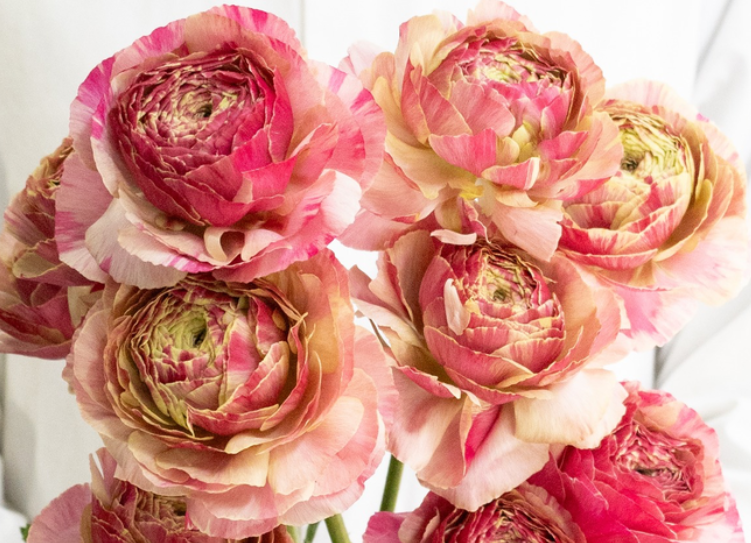 Ranunculus 'Pandora' 7 Bulbs