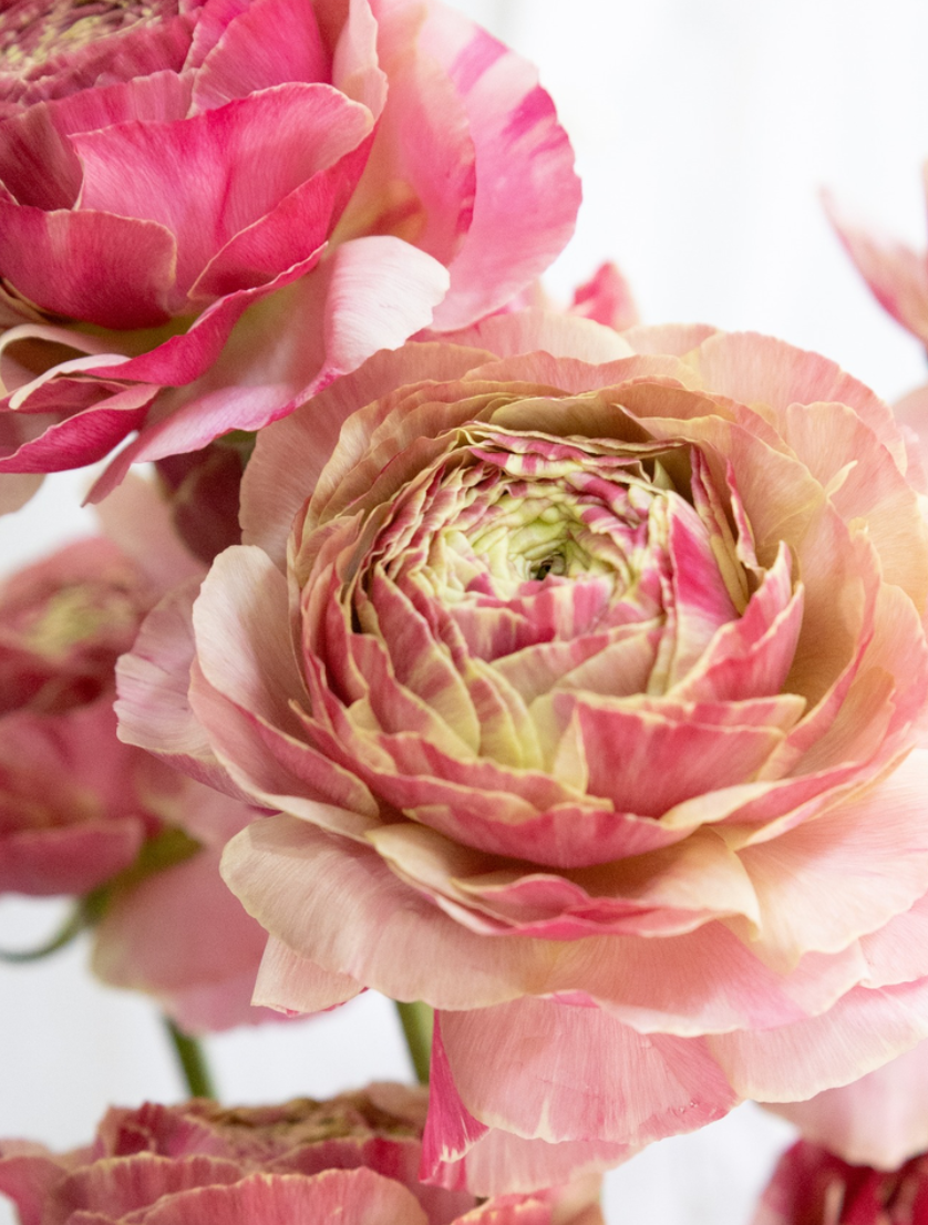 Ranunculus 'Pandora' 7 Bulbs