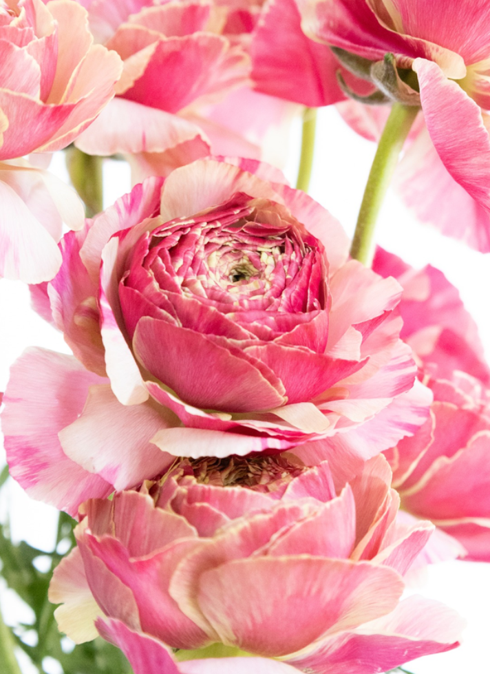 Ranunculus 'Pandora' 7 Bulbs