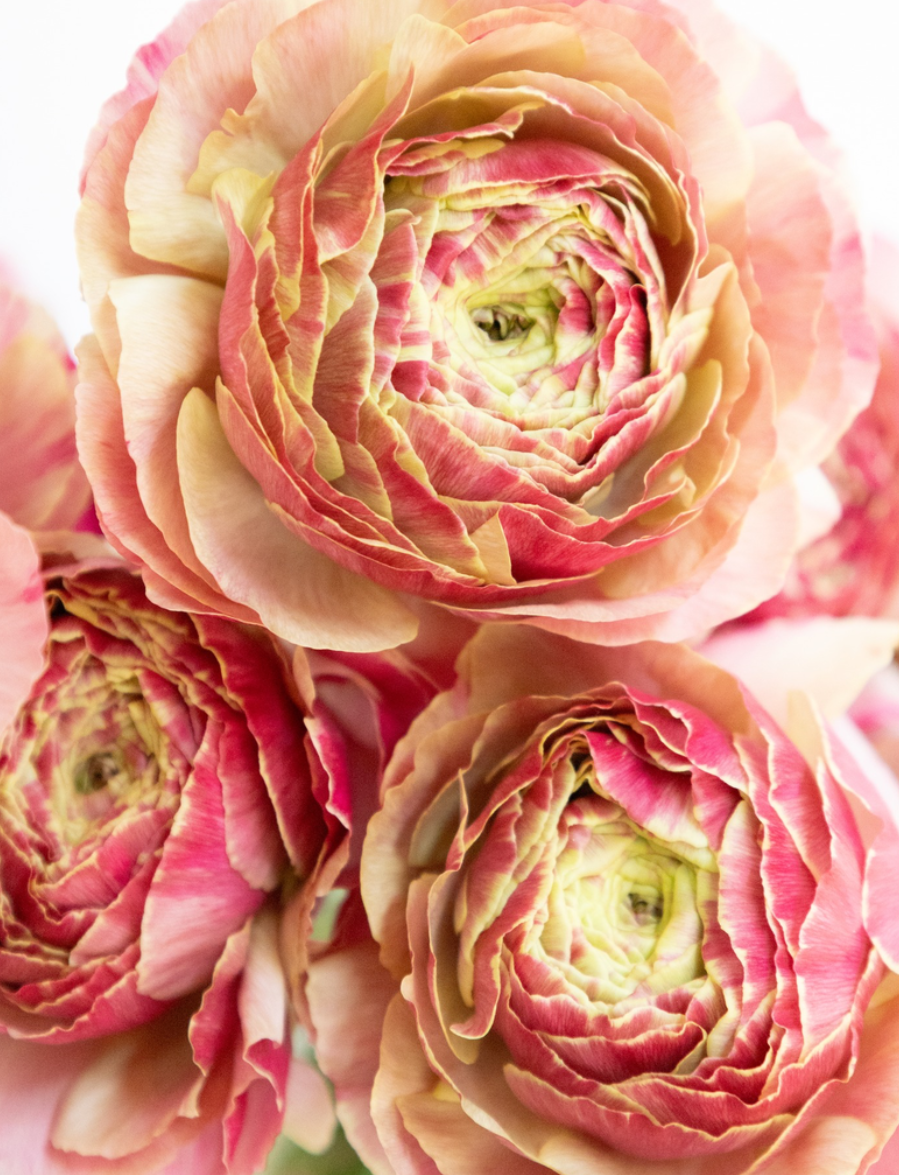 Ranunculus 'Pandora' 7 Bulbs