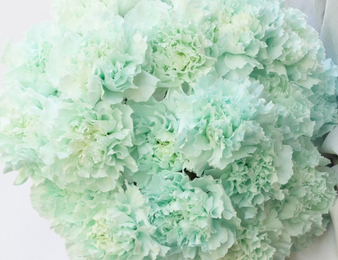 Dianthus caryophyllus 'Ice blue' 100 Seeds