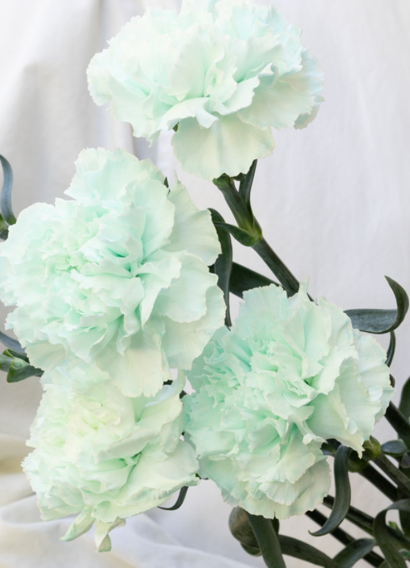 Dianthus caryophyllus 'Ice blue' 100 Seeds