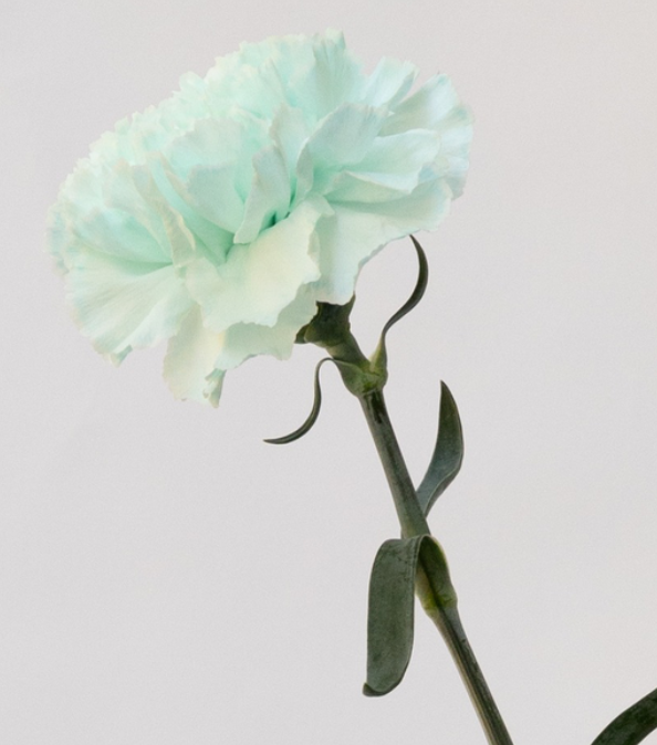 Dianthus caryophyllus 'Ice blue' 100 Seeds
