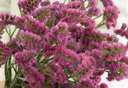 Limonium sinuatum ’Bordeaux’ 100 Seeds