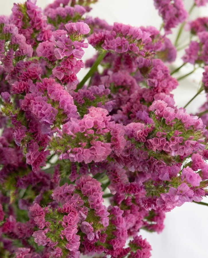 Limonium sinuatum ’Bordeaux’ 100 Seeds