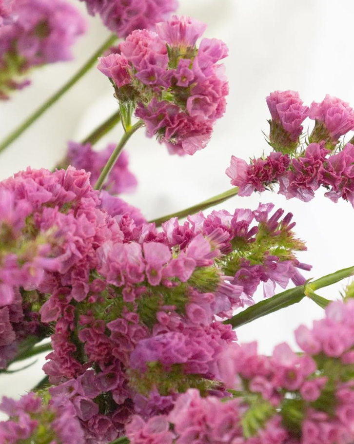 Limonium sinuatum ’Bordeaux’ 100 Seeds