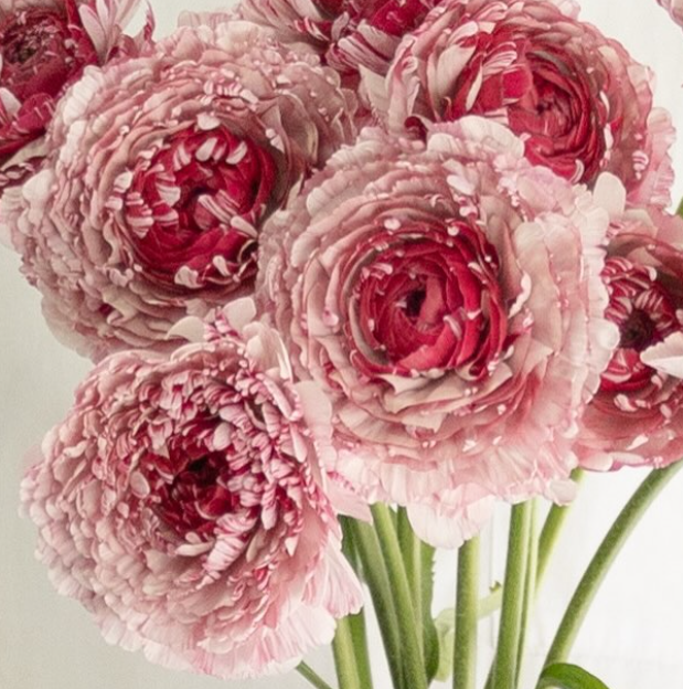 Ranunculus asiaticus ’Tiara’ 7 Bulbs