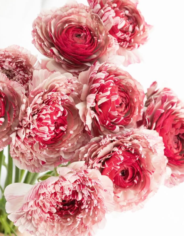 Ranunculus asiaticus ’Tiara’ 7 Bulbs