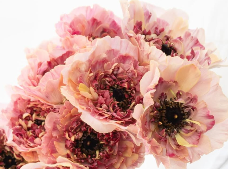 Ranunculus asiaticus ’Chaltte smoky salmon’ 7 Bulbs